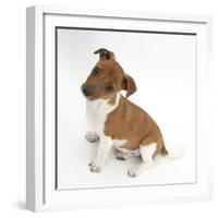 Jack Russell Terrier X Chihuahua Pup, Nipper, Sitting and Looking Up-Mark Taylor-Framed Photographic Print