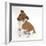 Jack Russell Terrier X Chihuahua Pup, Nipper, Sitting and Looking Up-Mark Taylor-Framed Photographic Print