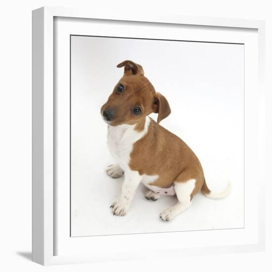 Jack Russell Terrier X Chihuahua Pup, Nipper, Sitting and Looking Up-Mark Taylor-Framed Photographic Print