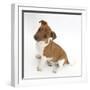 Jack Russell Terrier X Chihuahua Pup, Nipper, Sitting and Looking Up-Mark Taylor-Framed Photographic Print