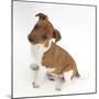 Jack Russell Terrier X Chihuahua Pup, Nipper, Sitting and Looking Up-Mark Taylor-Mounted Photographic Print