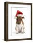 Jack Russell Terrier X Chihuahua Pup, Nipper, Wearing a Father Christmas Hat-Mark Taylor-Framed Photographic Print