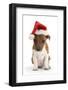 Jack Russell Terrier X Chihuahua Pup, Nipper, Wearing a Father Christmas Hat-Mark Taylor-Framed Photographic Print