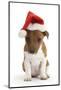 Jack Russell Terrier X Chihuahua Pup, Nipper, Wearing a Father Christmas Hat-Mark Taylor-Mounted Photographic Print