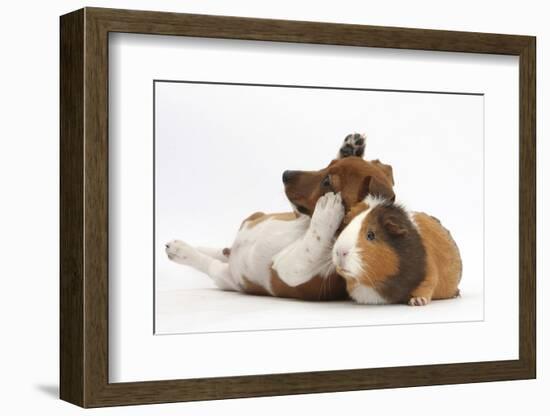 Jack Russell Terrier X Chihuahua Puppy, Nipper, with a Guinea Pig-Mark Taylor-Framed Photographic Print