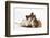 Jack Russell Terrier X Chihuahua Puppy, Nipper, with a Guinea Pig-Mark Taylor-Framed Photographic Print