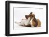 Jack Russell Terrier X Chihuahua Puppy, Nipper, with a Guinea Pig-Mark Taylor-Framed Photographic Print