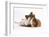 Jack Russell Terrier X Chihuahua Puppy, Nipper, with a Guinea Pig-Mark Taylor-Framed Photographic Print