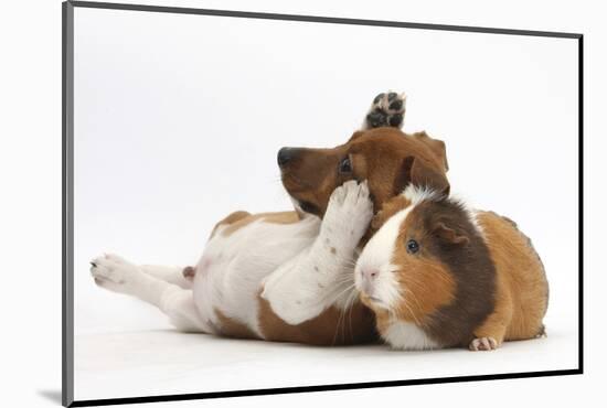 Jack Russell Terrier X Chihuahua Puppy, Nipper, with a Guinea Pig-Mark Taylor-Mounted Photographic Print