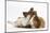 Jack Russell Terrier X Chihuahua Puppy, Nipper, with a Guinea Pig-Mark Taylor-Mounted Photographic Print