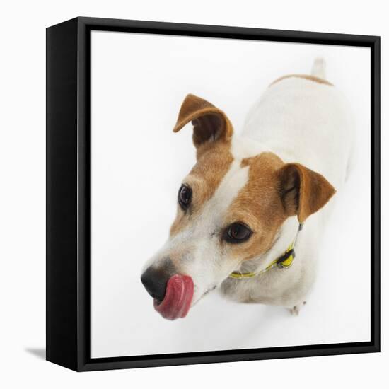 Jack Russell Terrier-Russell Glenister-Framed Stretched Canvas
