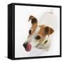 Jack Russell Terrier-Russell Glenister-Framed Stretched Canvas