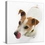 Jack Russell Terrier-Russell Glenister-Stretched Canvas