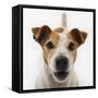 Jack Russell Terrier-Russell Glenister-Framed Stretched Canvas