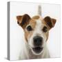 Jack Russell Terrier-Russell Glenister-Stretched Canvas