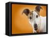 Jack Russell Terrier-Gaetano-Framed Stretched Canvas