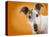 Jack Russell Terrier-Gaetano-Stretched Canvas