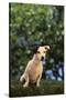 Jack Russell Terrier-DLILLC-Stretched Canvas