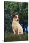 Jack Russell Terrier-DLILLC-Stretched Canvas