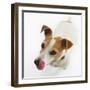 Jack Russell Terrier-Russell Glenister-Framed Photographic Print