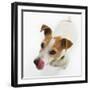 Jack Russell Terrier-Russell Glenister-Framed Photographic Print