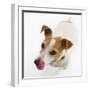 Jack Russell Terrier-Russell Glenister-Framed Photographic Print