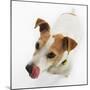 Jack Russell Terrier-Russell Glenister-Mounted Photographic Print