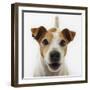 Jack Russell Terrier-Russell Glenister-Framed Photographic Print