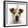 Jack Russell Terrier-Russell Glenister-Framed Photographic Print