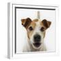 Jack Russell Terrier-Russell Glenister-Framed Photographic Print