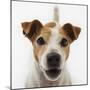 Jack Russell Terrier-Russell Glenister-Mounted Photographic Print