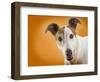 Jack Russell Terrier-Gaetano-Framed Photographic Print