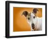 Jack Russell Terrier-Gaetano-Framed Photographic Print