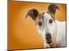 Jack Russell Terrier-Gaetano-Mounted Photographic Print