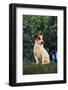 Jack Russell Terrier-DLILLC-Framed Photographic Print