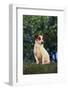 Jack Russell Terrier-DLILLC-Framed Photographic Print