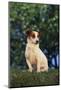 Jack Russell Terrier-DLILLC-Mounted Photographic Print