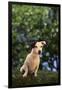 Jack Russell Terrier-DLILLC-Framed Photographic Print