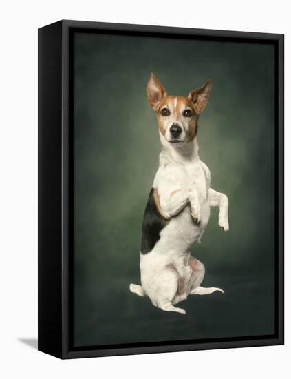 Jack Russell-Blueiris-Framed Stretched Canvas
