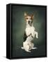 Jack Russell-Blueiris-Framed Stretched Canvas