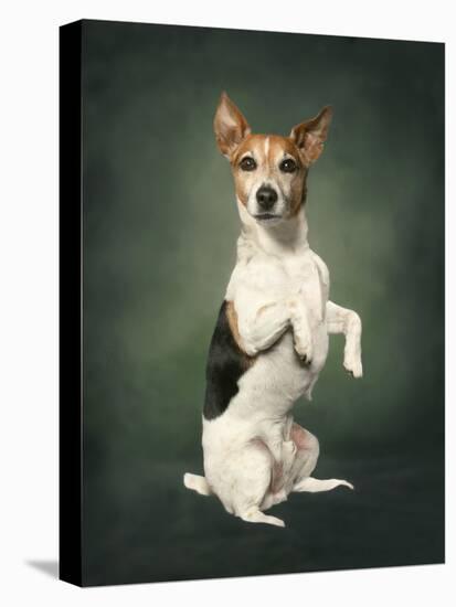 Jack Russell-Blueiris-Stretched Canvas