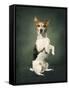 Jack Russell-Blueiris-Framed Stretched Canvas