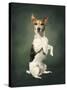 Jack Russell-Blueiris-Stretched Canvas