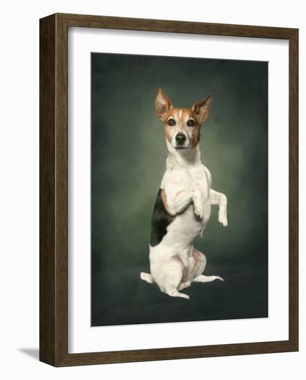 Jack Russell-Blueiris-Framed Photographic Print