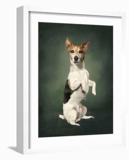 Jack Russell-Blueiris-Framed Photographic Print