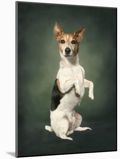 Jack Russell-Blueiris-Mounted Photographic Print