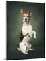 Jack Russell-Blueiris-Mounted Photographic Print