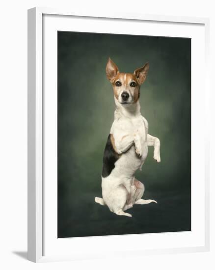 Jack Russell-Blueiris-Framed Photographic Print