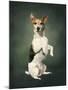 Jack Russell-Blueiris-Mounted Photographic Print