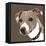 Jack Russell-Emily Burrowes-Framed Stretched Canvas